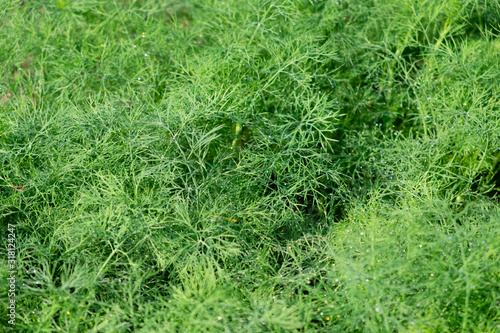 close up dill plant background