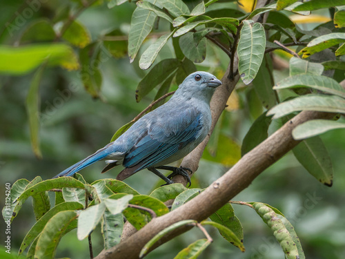 Blue gray tanager bird in nature. Thraupis episcopus photo