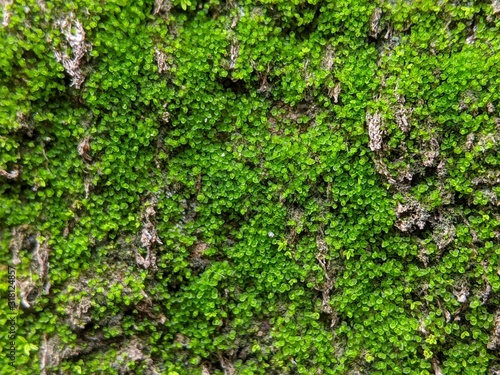 Fototapeta Naklejka Na Ścianę i Meble -  Pretty green moss on a stone wall, tropical plant