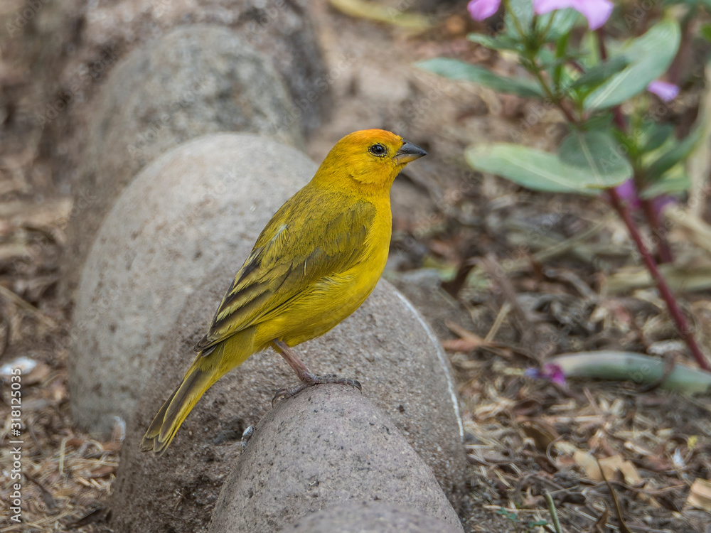 Fototapeta premium Yellow little bird in nature