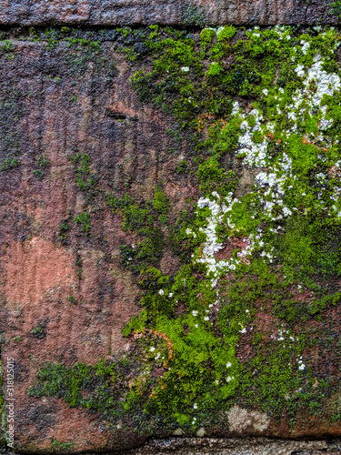 Fototapeta Naklejka Na Ścianę i Meble -  Red sand stone wall with moss