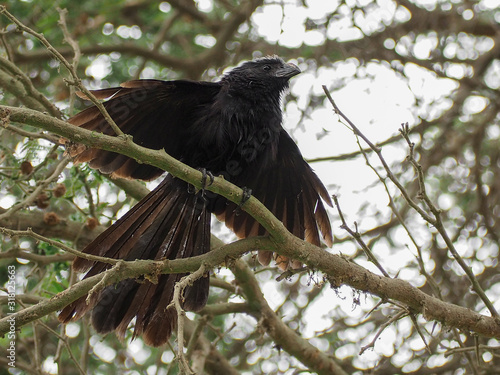 A photograph of a blackbird. Crotophaga Sulcirostris  photo