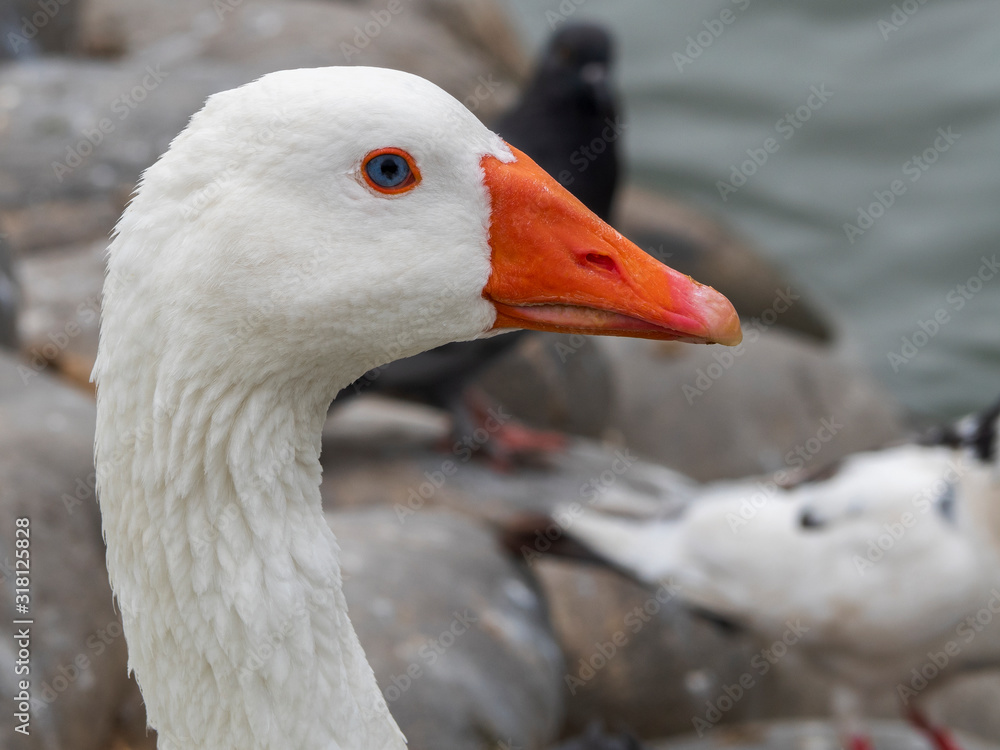 Portrait of the head of a goose