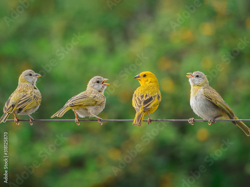 Four little birds on a cable singing
