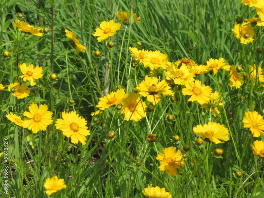 Sunshine Plants Sunshine Plants
