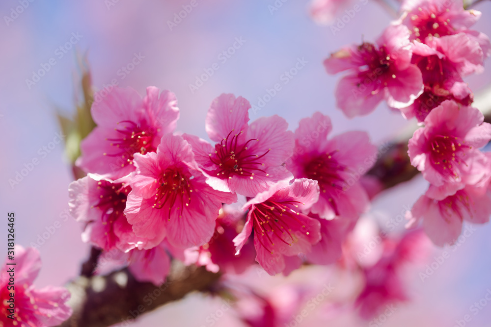 Fototapeta premium pink blossom sukura flowers on a spring day