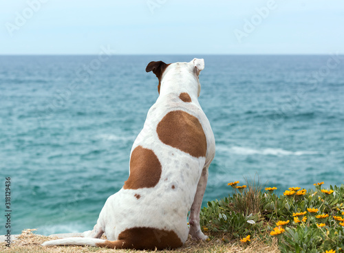 Photography Lazy dog by the sea, Sydney Australia
