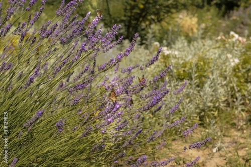 Beautiful purple lavender flower in field with butterflies
