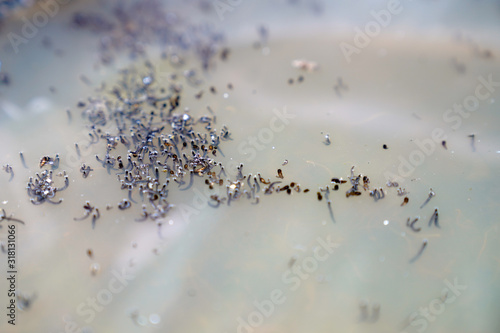 Mosquito larva