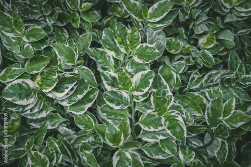 Tropical green plants leaf for background use.