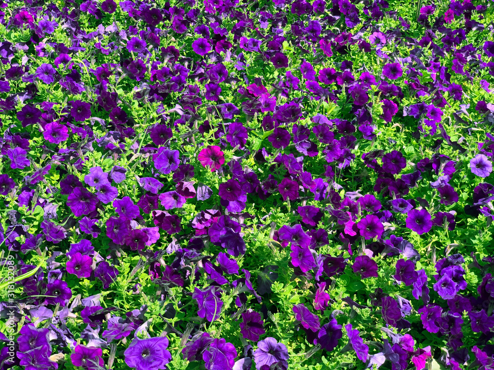 purple flower in park for nature background