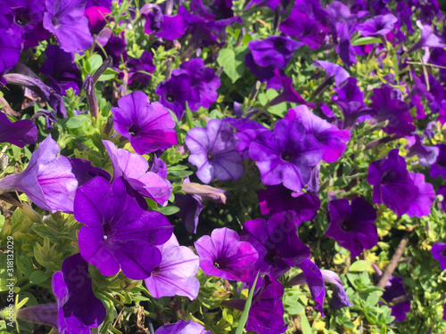 purple flower in park for nature background