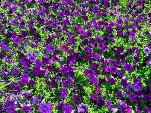 purple flower in park for nature background