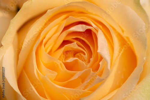 A close up of orange rose petal in step of layer