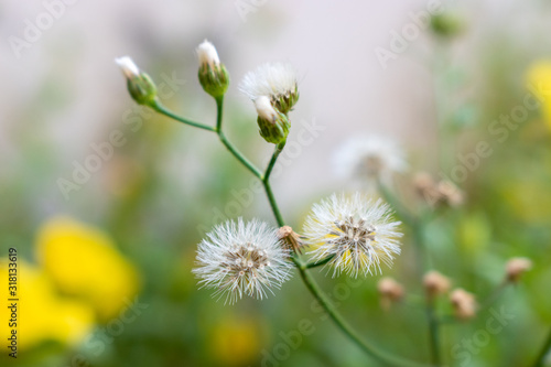 Flowers on the side of the road.