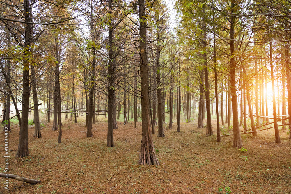 Beautiful Forest Beautiful Forest