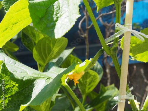 キュウリの黄色い花と小さな実