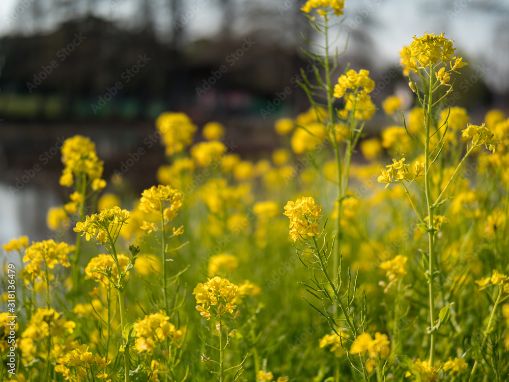 公園に咲く黄色い菜の花の群生。