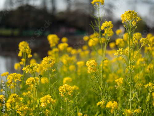 公園に咲く黄色い菜の花の群生。 © 龍哉 輿石