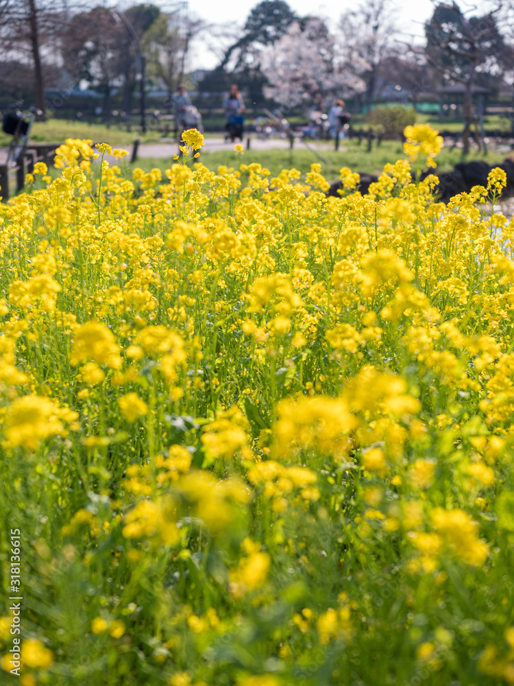 Obraz premium 公園に咲く黄色い菜の花の群生。