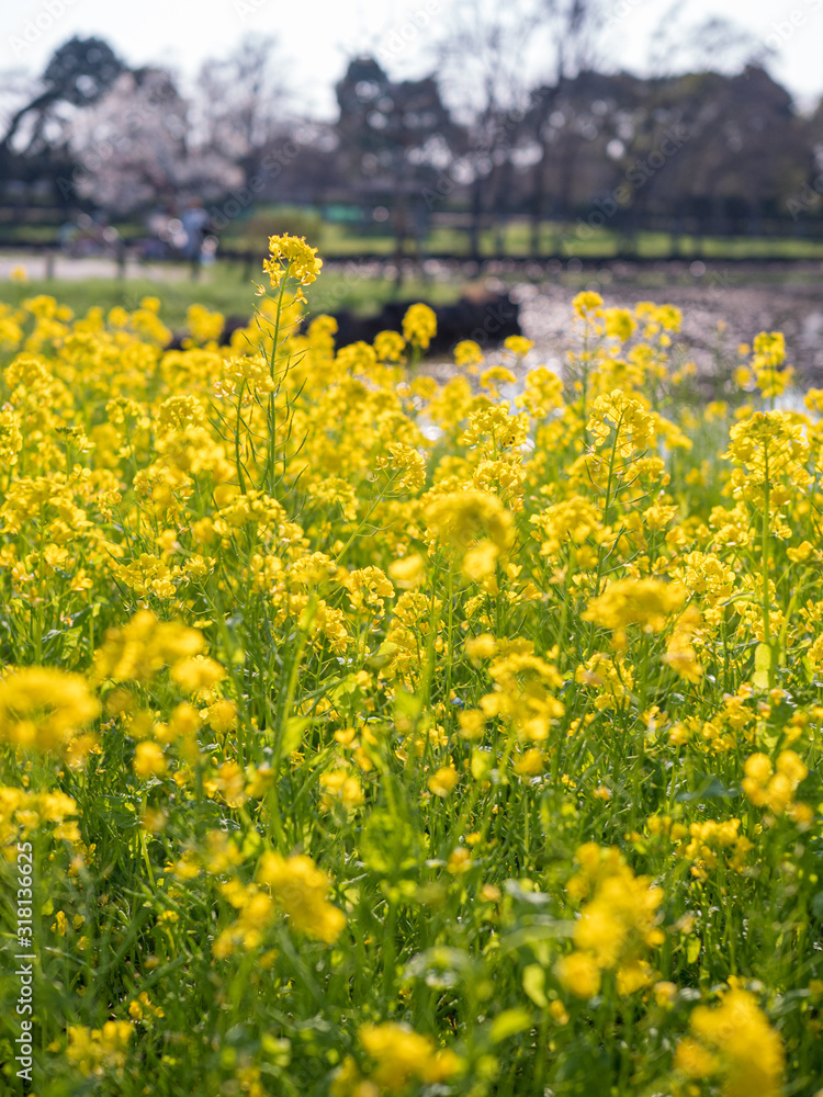 Obraz premium 公園に咲く黄色い菜の花の群生。