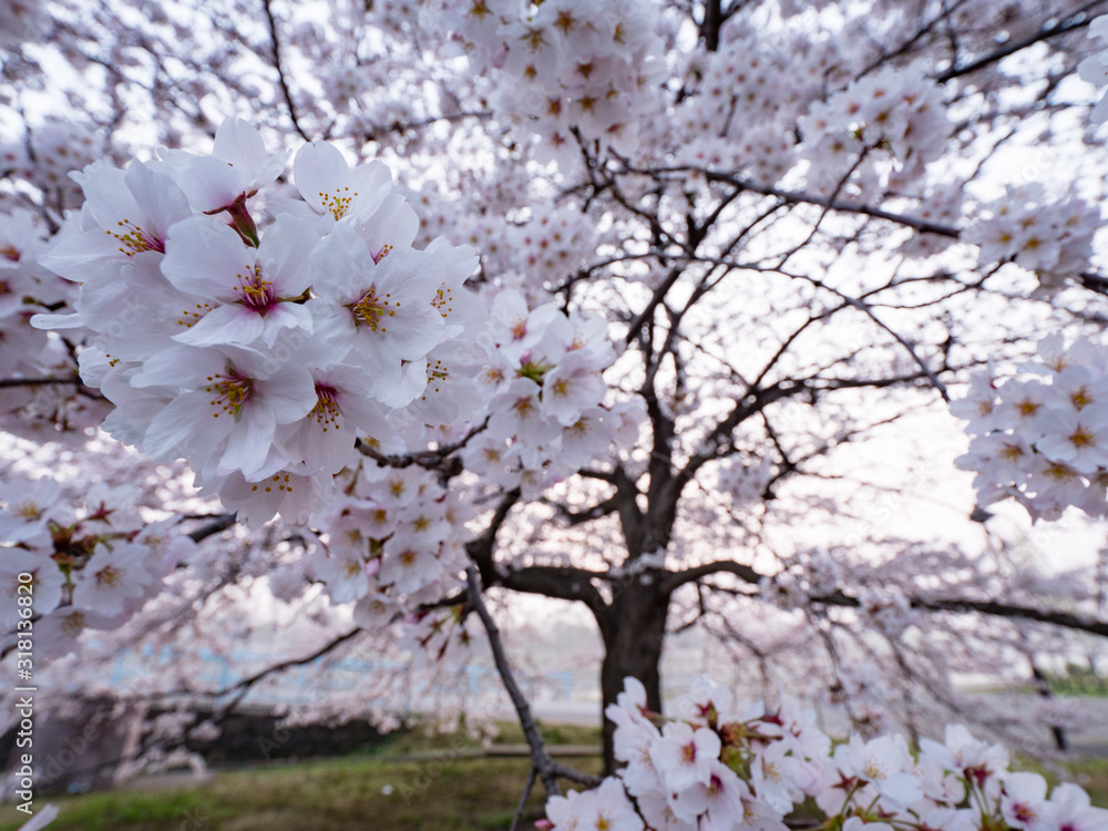 Fototapeta premium 満開の桜の花