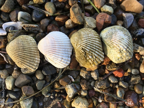 Line of four shells
