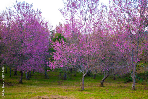 Wild Himalayan Cherry blossom, plants in Phu lom lo,Loei province, Thailand,Asia.