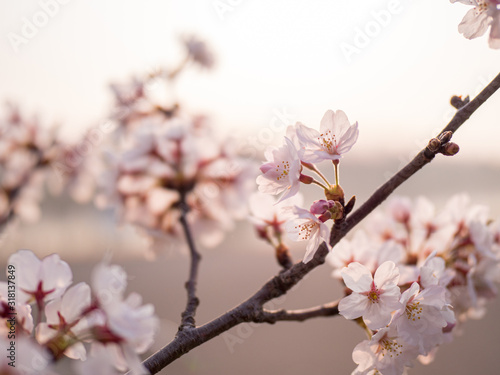 満開の桜の花と枝。花に寄って撮影。 © 龍哉 輿石