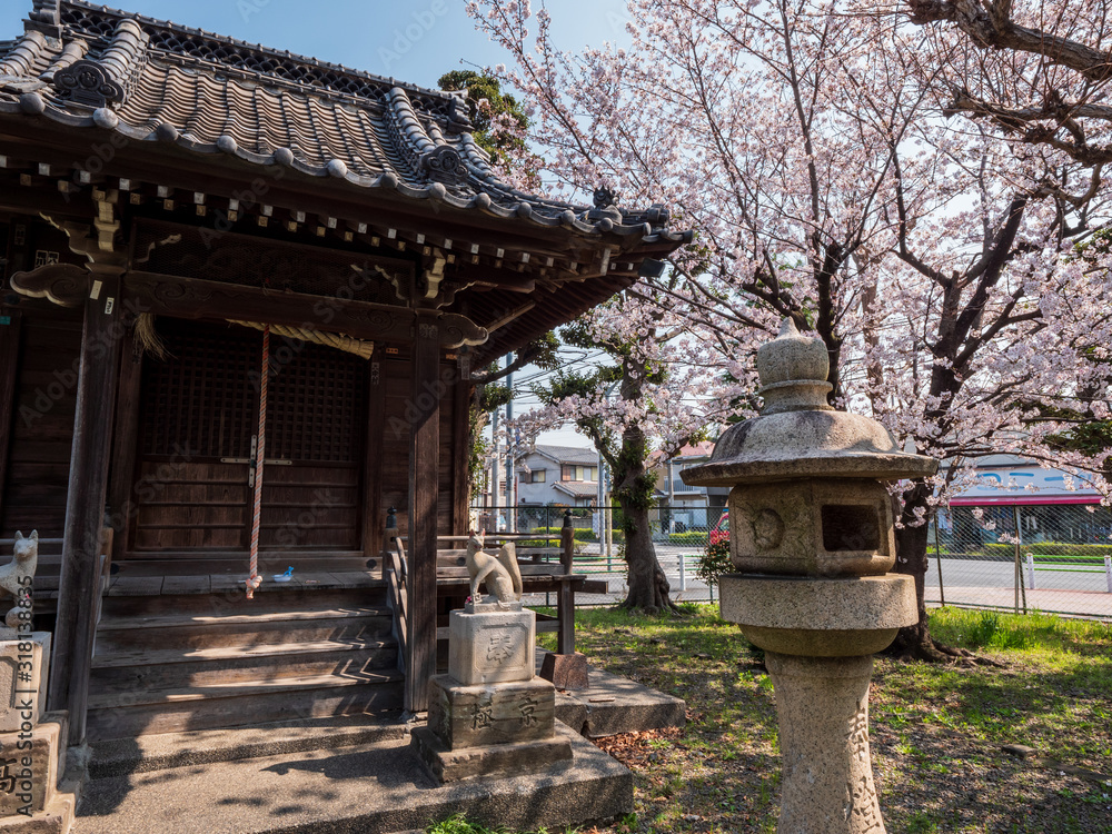 神社境内の桜。日中に撮影。