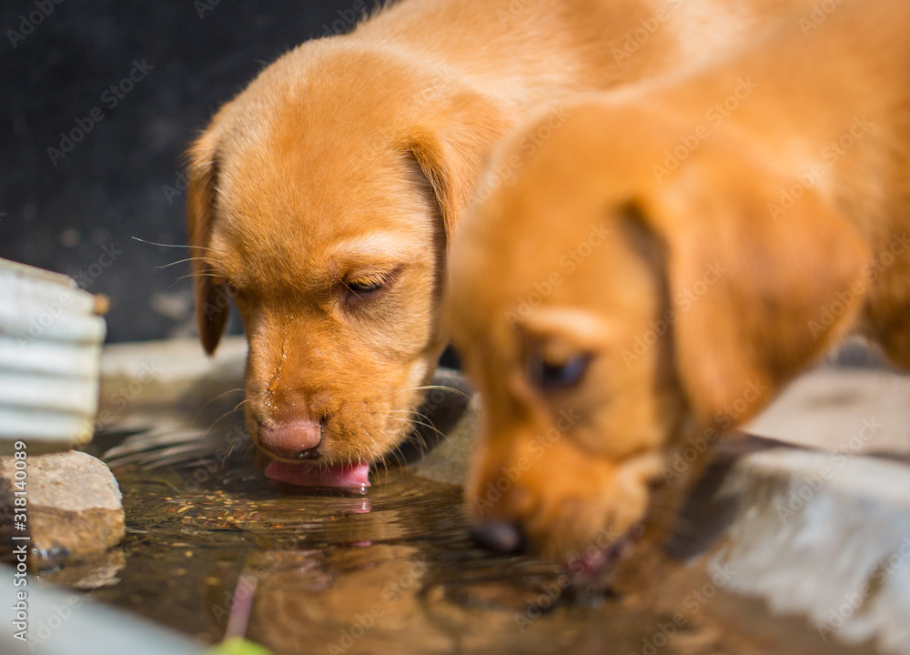 Pair of yellow labrador vizsla mix puppies drink water from house down