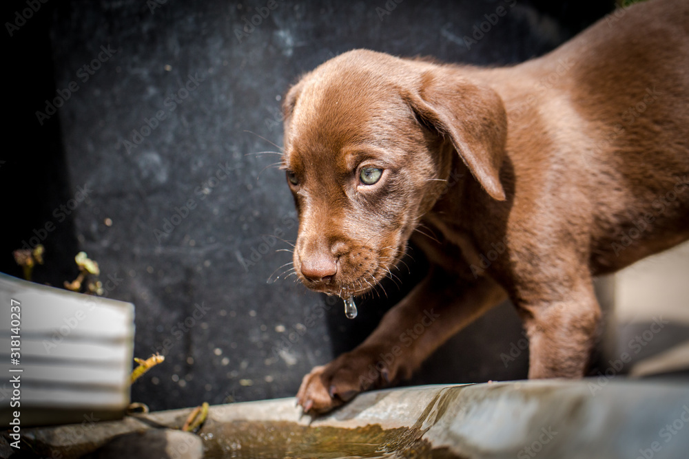 Water drips from brown labrador vizsla puppy's mouth as it pauses from