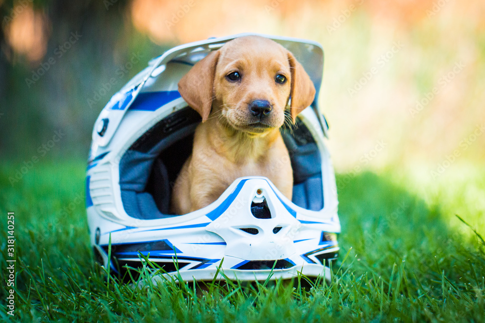 Yellow Labrador Vizsla Mix