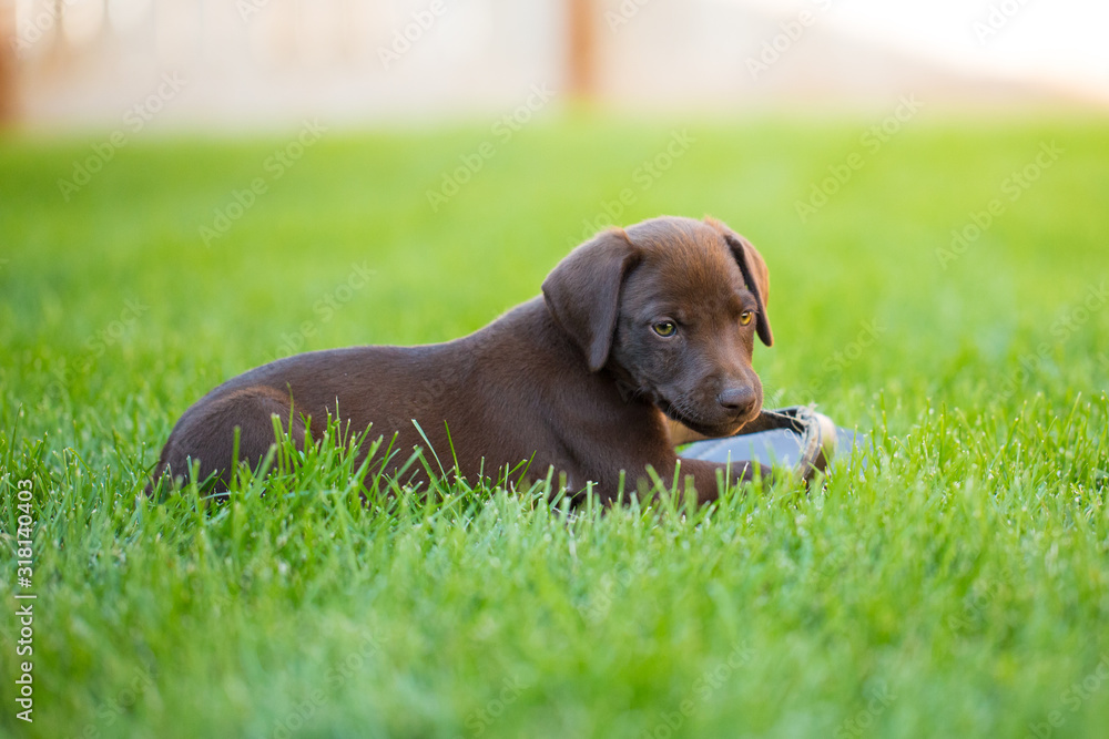 Brown labrador vizsla mix puppy laying in grass with sandal as chew toy Brown labrador vizsla mix puppy laying in grass with sandal as chew toy