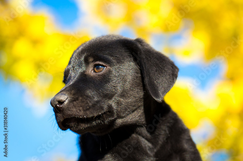 Black labrador puppy of 6 weeks portrait with blue sky and yellow leaves behind © Jared