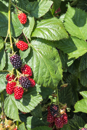 closeup of organic garden blackberries ripening in blackberry bush