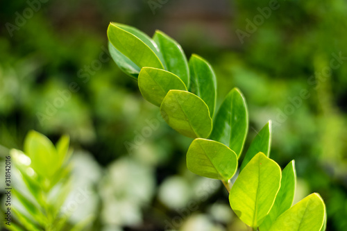 Zamioculcas zamiifolia tree