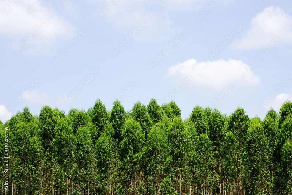 Green tree with bright sun light and clear blue sky background