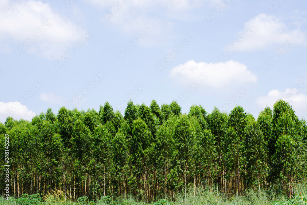 Green tree with bright sun light and clear blue sky background Green tree with bright sun light and clear blue sky background