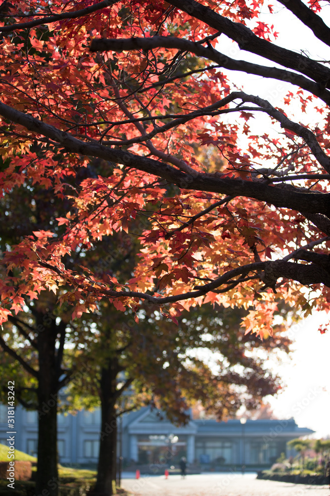 紅葉したもみじ 紅葉したもみじ