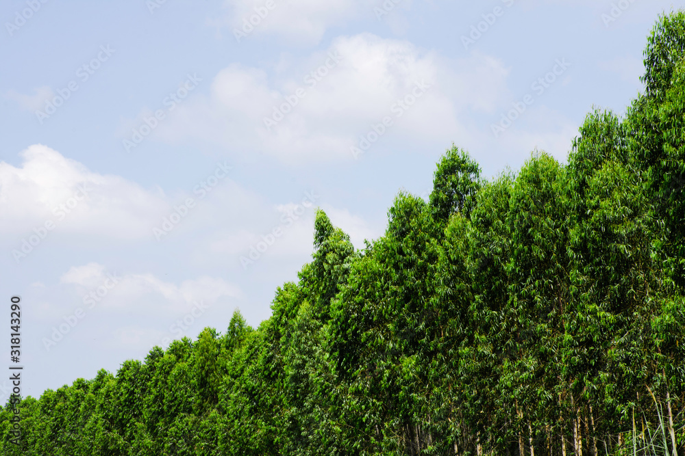 Green tree with bright sun light and clear blue sky background
