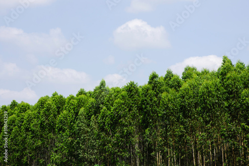 Green tree with bright sun light and clear blue sky background