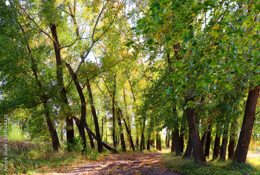 Naklejka premium Autumn landscape in forest