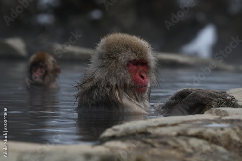 温泉つかる日本猿 © Tatsuya402