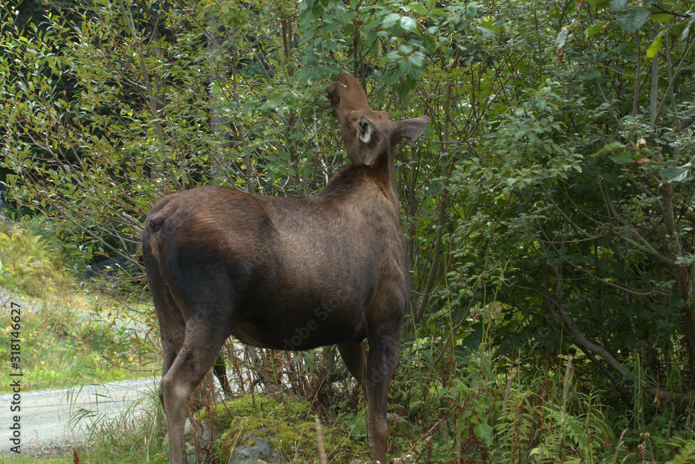 Alaska Moose Family Alaska Moose Family