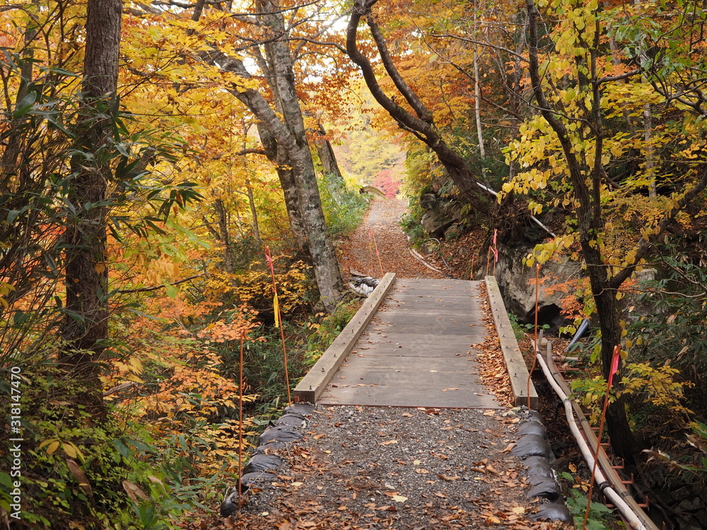 Obraz premium 乳頭温泉の紅葉の散歩道