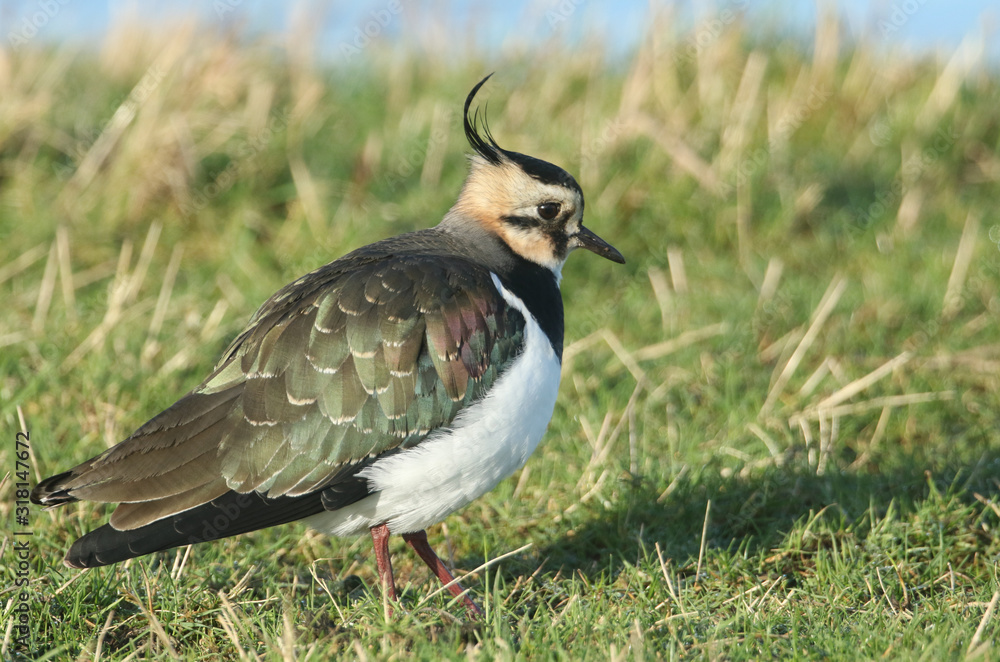 A magnifcent Lapwing, Vanellus vanellus, feeding in a field at the edge of water. A magnifcent Lapwing, Vanellus vanellus, feeding in a field at the edge of water.
