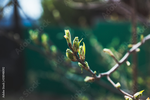 New leaves on wild aplle tree in the garden. Selective focus.