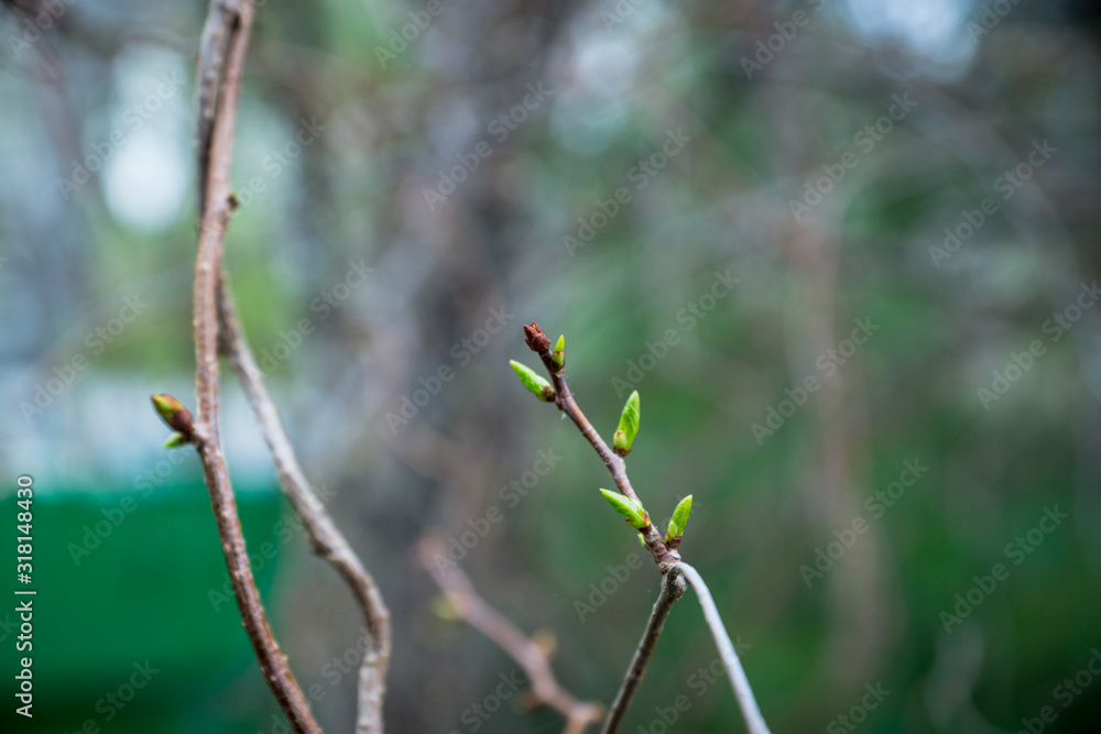 New leaves on wild aplle tree in the garden. Selective focus. New leaves on wild aplle tree in the garden. Selective focus.