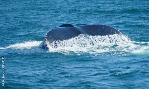 tail of humpback whale in the ocean during whale watch trip